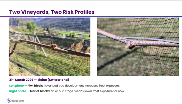 Two Vineyards, Two Risk Profiles: What Frost in Ticino Teaches Us About Smarter Variety Choice