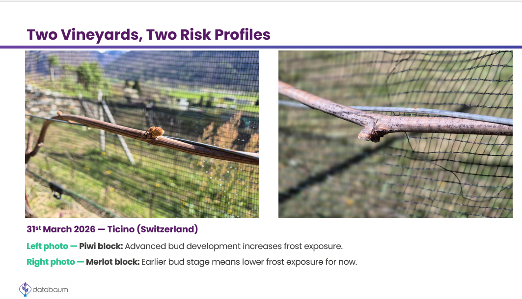 Zwei Weinberge, zwei Risikoprofile: Was uns der Frost im Tessin über eine intelligentere Sortenwahl lehrt